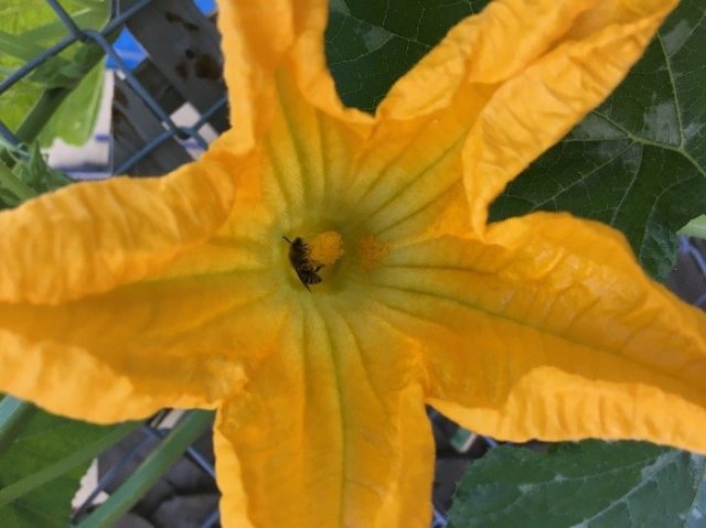yellow flower with bee